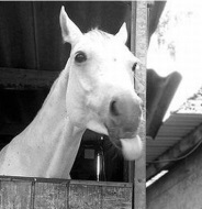 Avatar do Utilizador